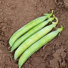Sabre Beans